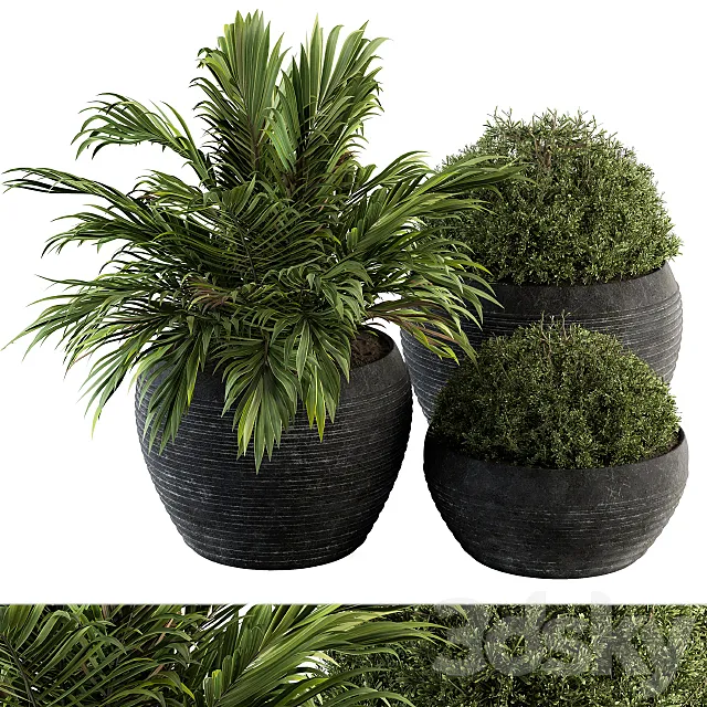 Outdoor Plants tree in Concrete Pot - Set 104 3D Model