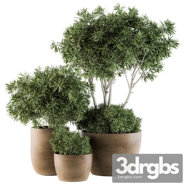 Outdoor Plants Tree in Concrete Pot Set 111 3D Model Free