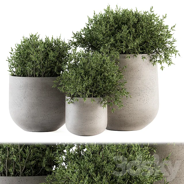 Outdoor Plants tree in Concrete pot - Set 125 3DModel