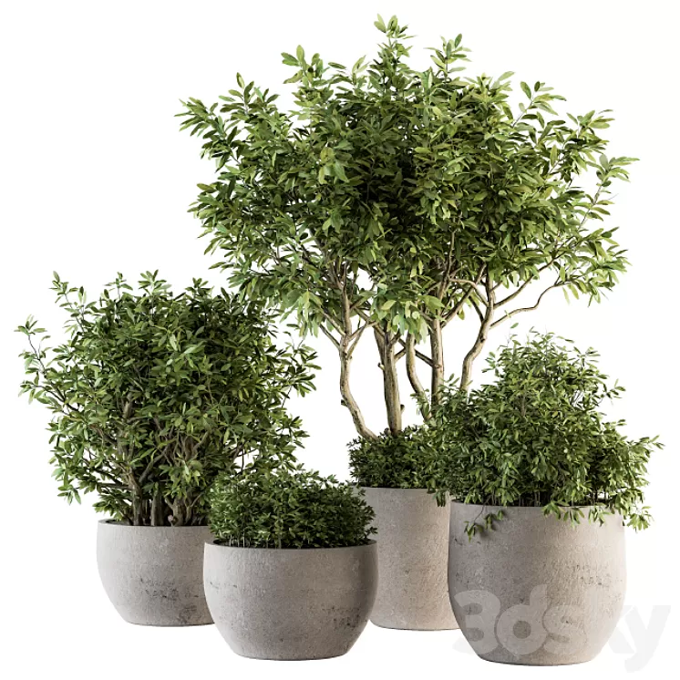 Outdoor Plants tree in Concrete Pot - Set 128 3D Model