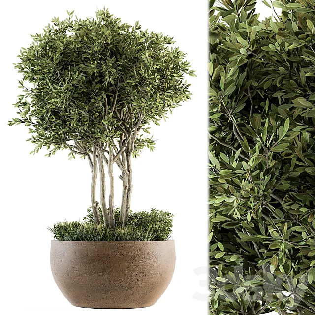 Outdoor Plants tree in Concrete Pot - Set 135 3D Model