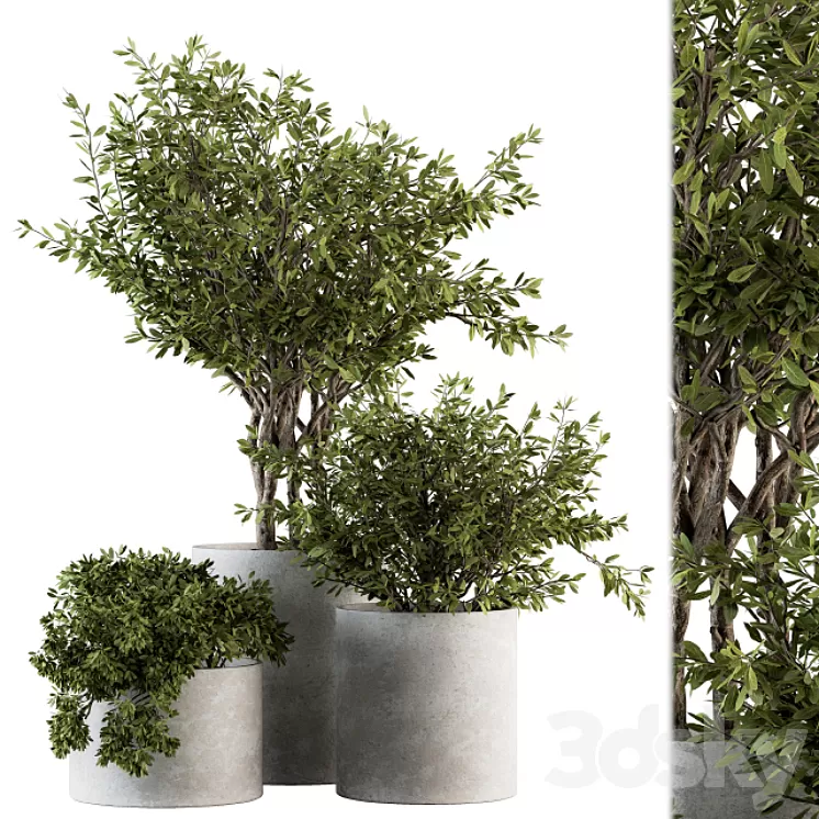 Outdoor Plants tree in Concrete Pot - Set 141 3D Model