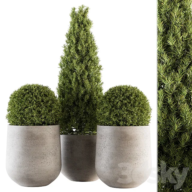 Outdoor Plants tree in Concrete Pot - Set 143 3D Model