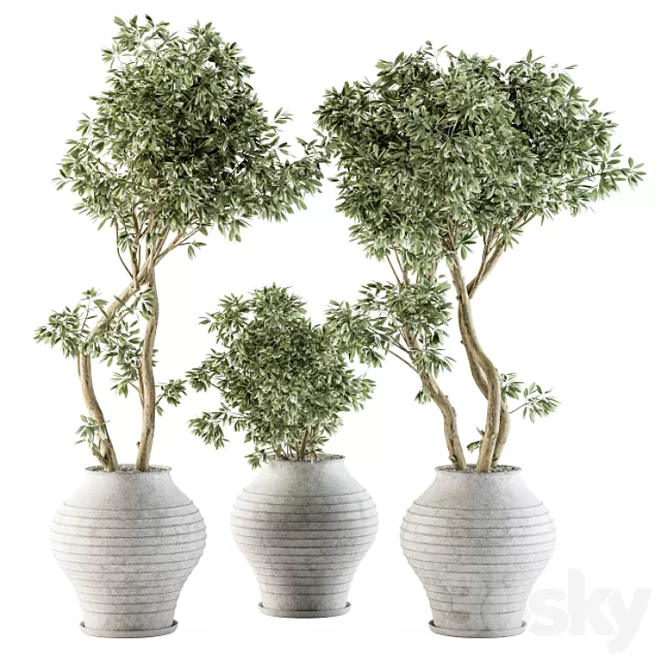 Outdoor Plants tree in Concrete Pot - Set 89 3D Model
