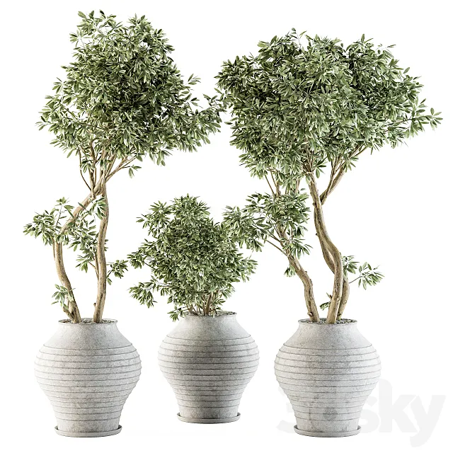 Outdoor Plants tree in Concrete Pot - Set 89 3DModel
