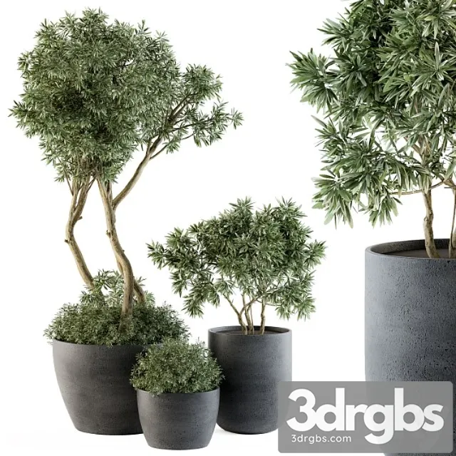 Outdoor Plants Tree in Pot Set 90 3D Model Free