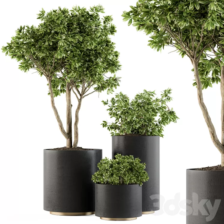 Outdoor Plants Tree in pot - Set 94 3D Model