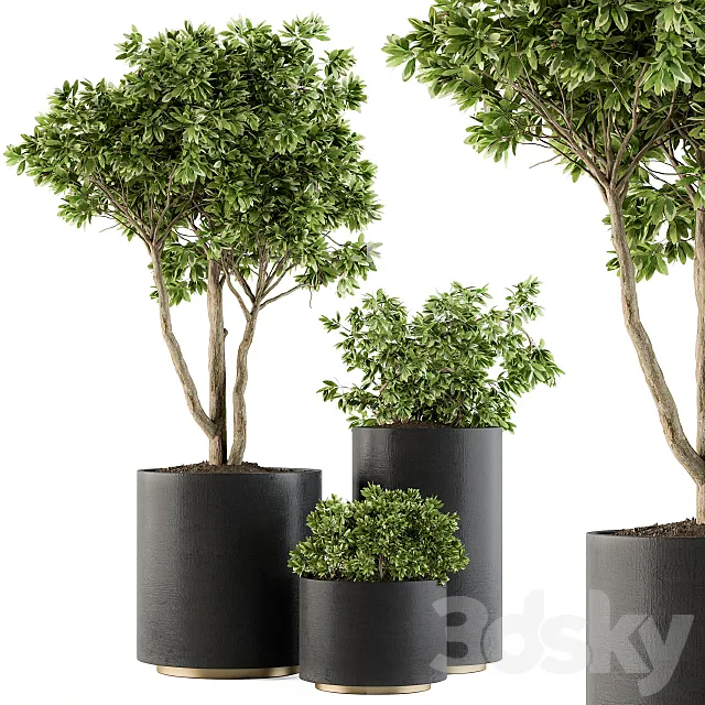 Outdoor Plants Tree in pot - Set 94 3DModel