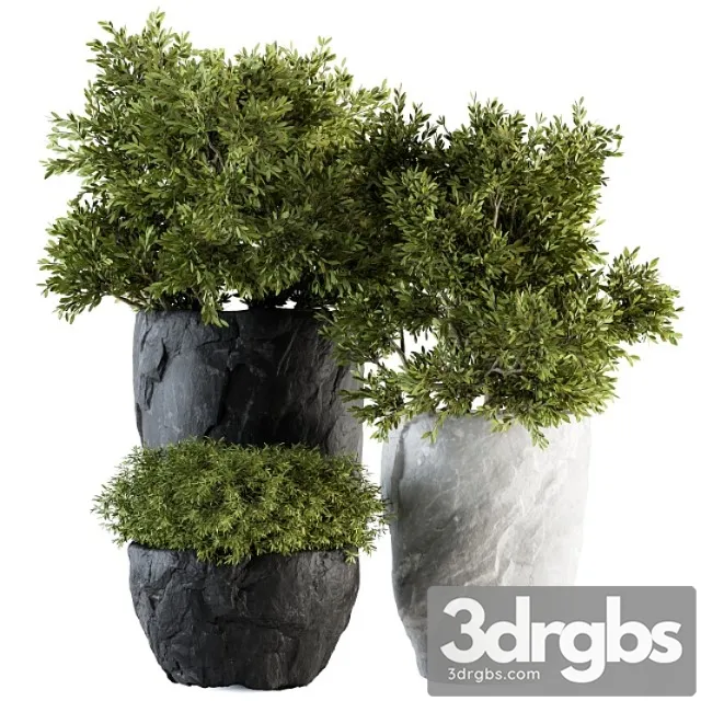Outdoor Plants Tree in Rock Pot Set 136 3D Model Free