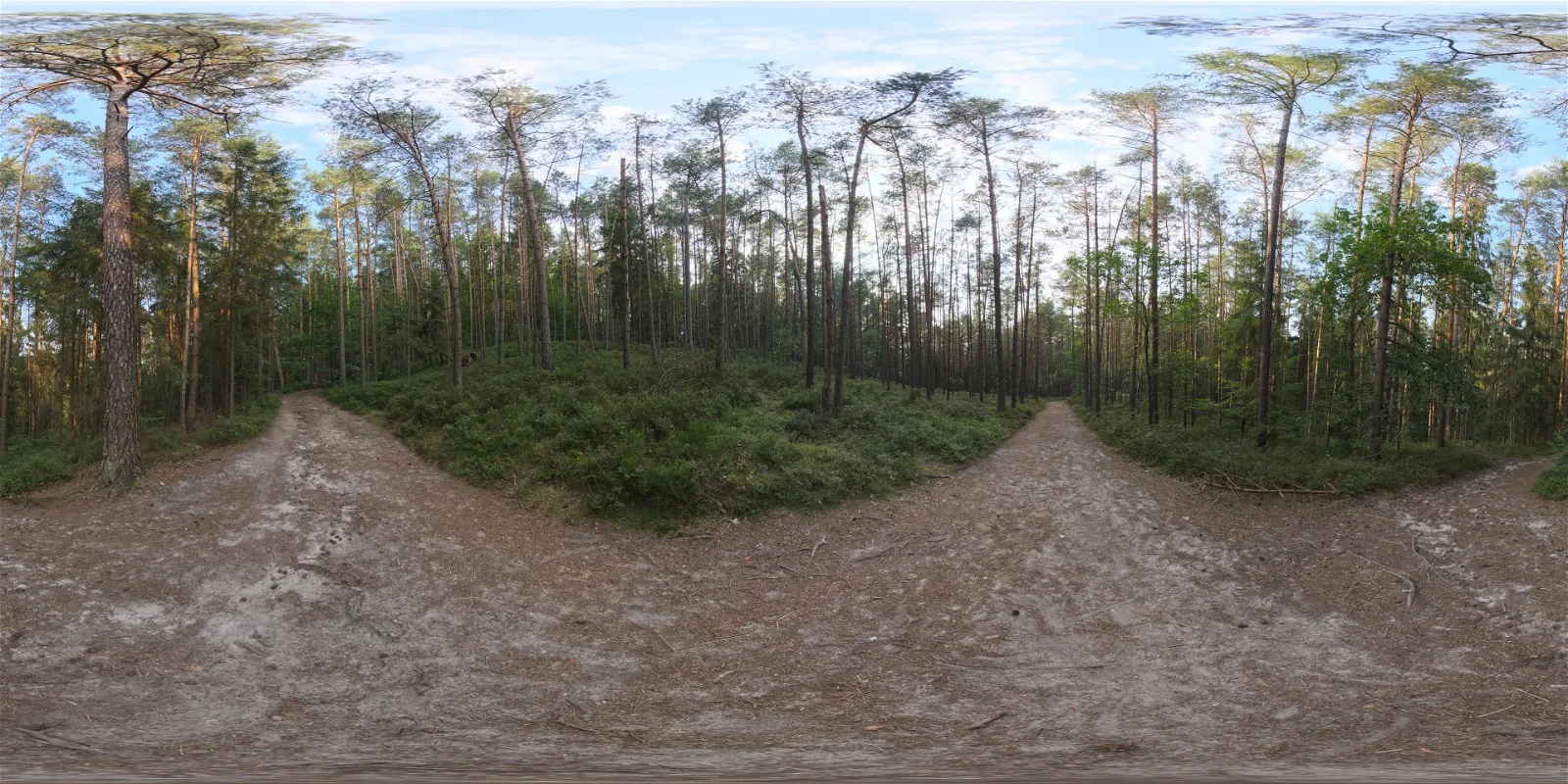 outdoor - Sunset Forest