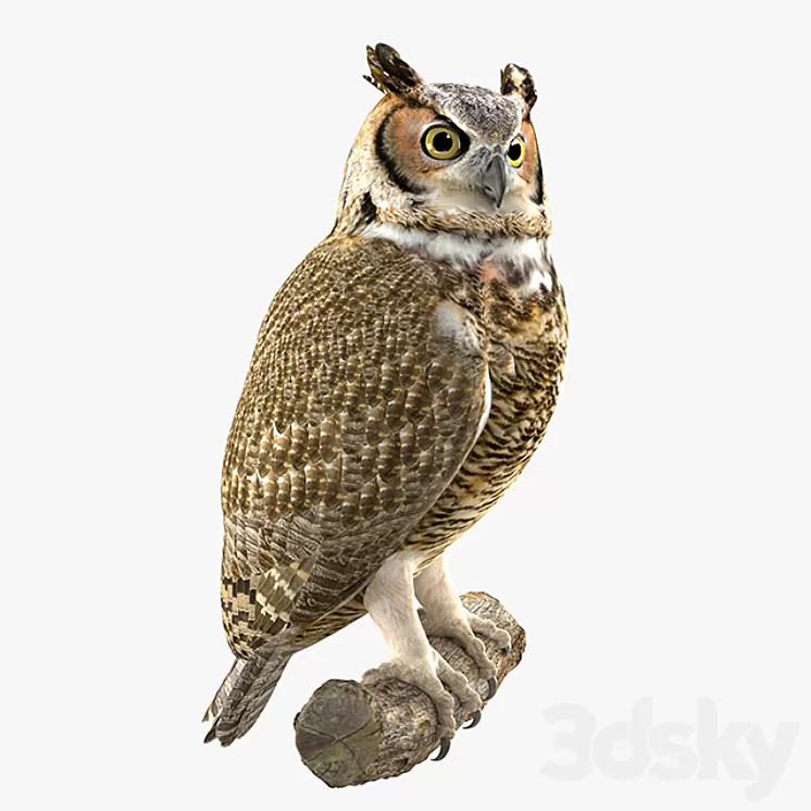 Owl 3D Model