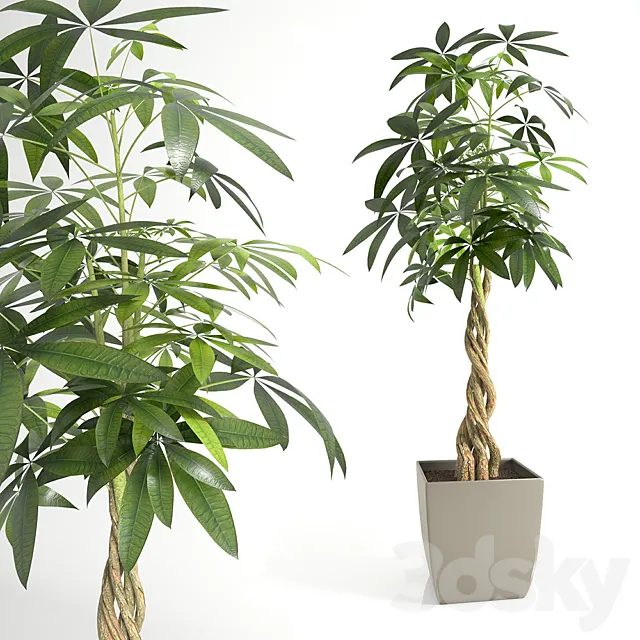 Pachira Aquatica (Pachira) 3D Model