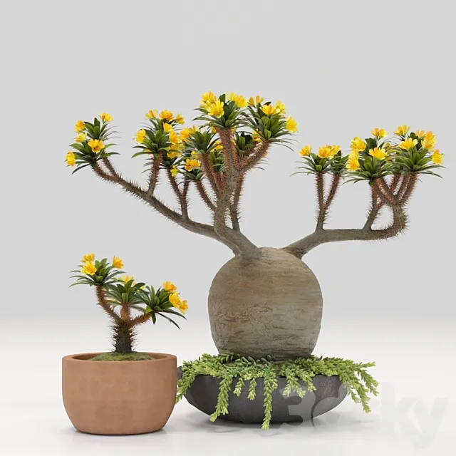 Pachypodium pot 3DModel