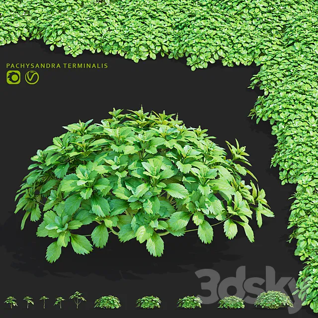 Pachysandra apical bushes | Pachysandra terminalis Free Download