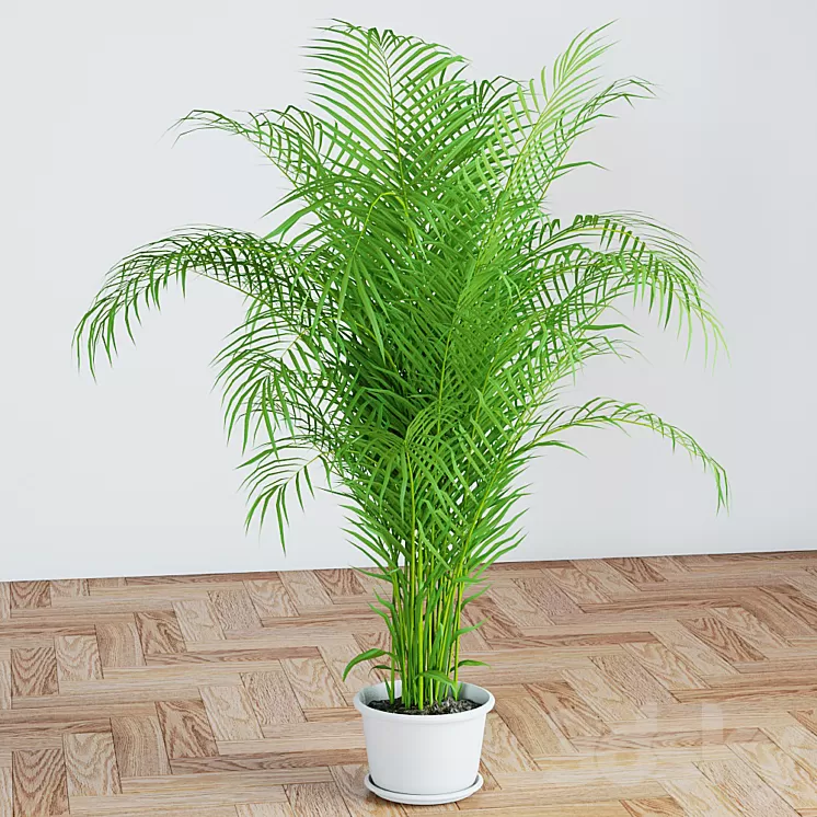 Palm 3D Model