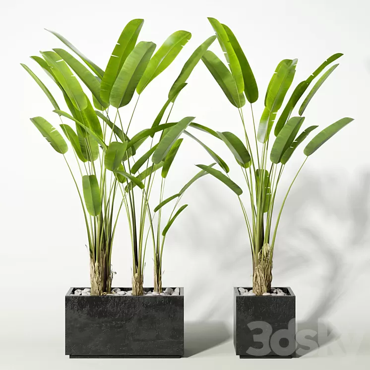 palm 3D Model