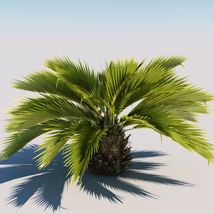 Palm 3D Model