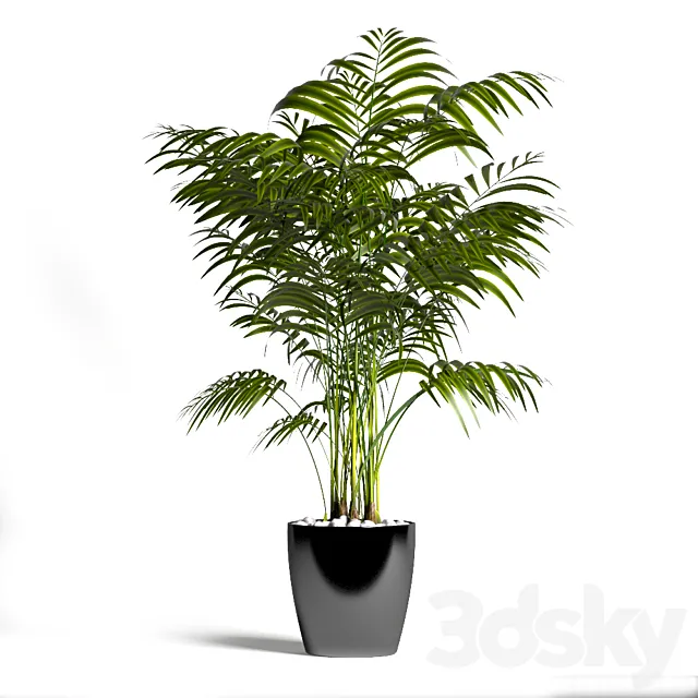 Palm 3DModel