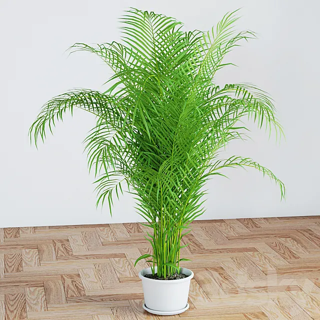 Palm 3DModel