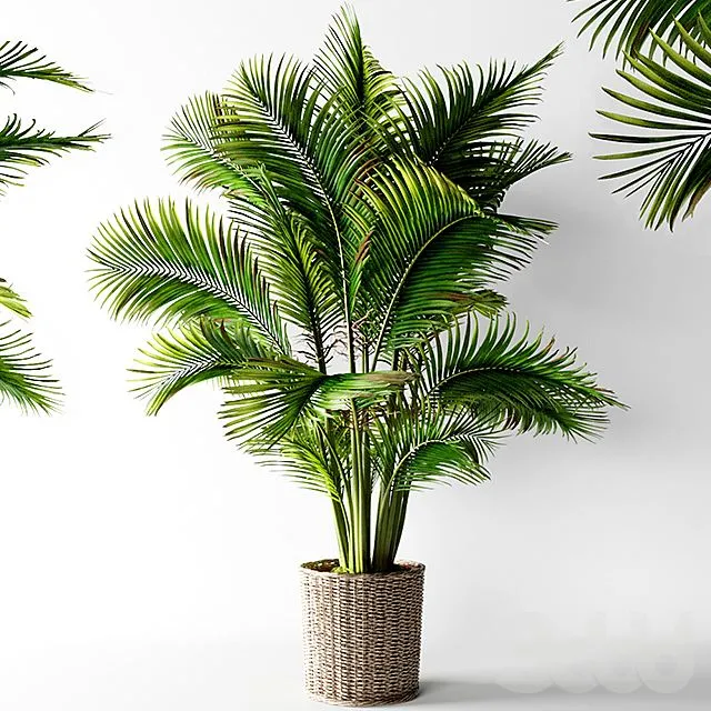 Palm areca 3D Model