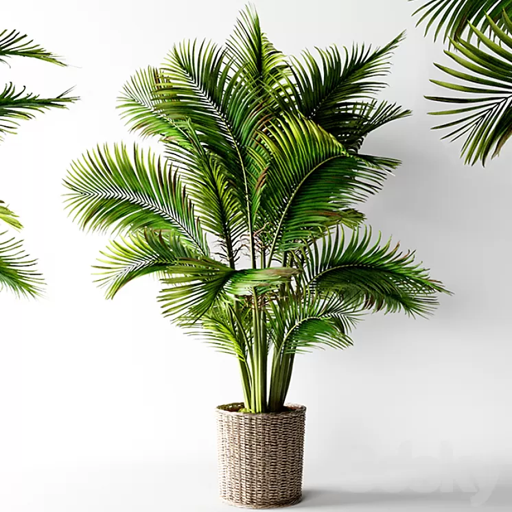 Palm areca 3D Model