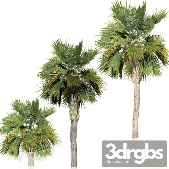 Palm Big Tree 3D Model Free