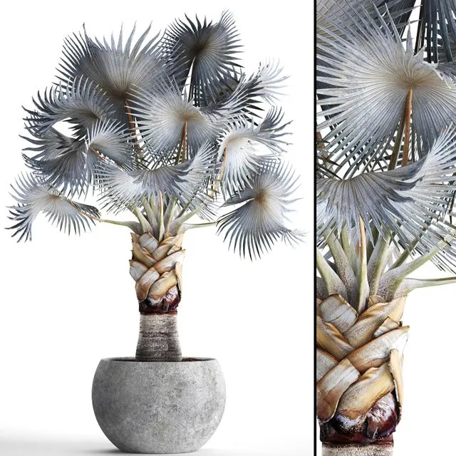 Palm Bismarckia nobilis Blue Free Download