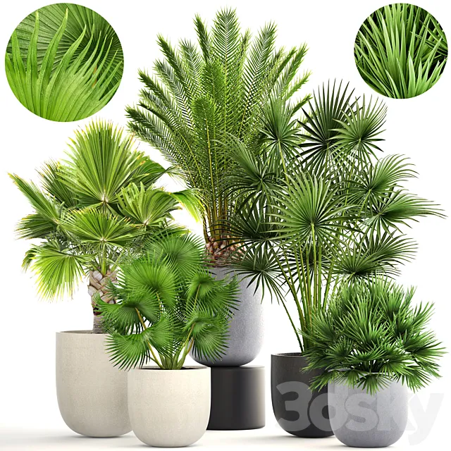 Palm collection 185. Fan Hovea Date Hamerops Brachea Bismarckia interior pot flowerpot flower set 3D Model