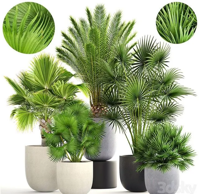 Palm garden set bush and tree 3D Model