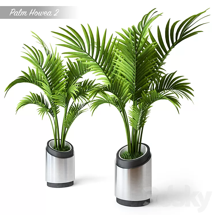 Palm Howea 2 3D Model