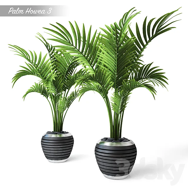 Palm Howea 3 3D Model