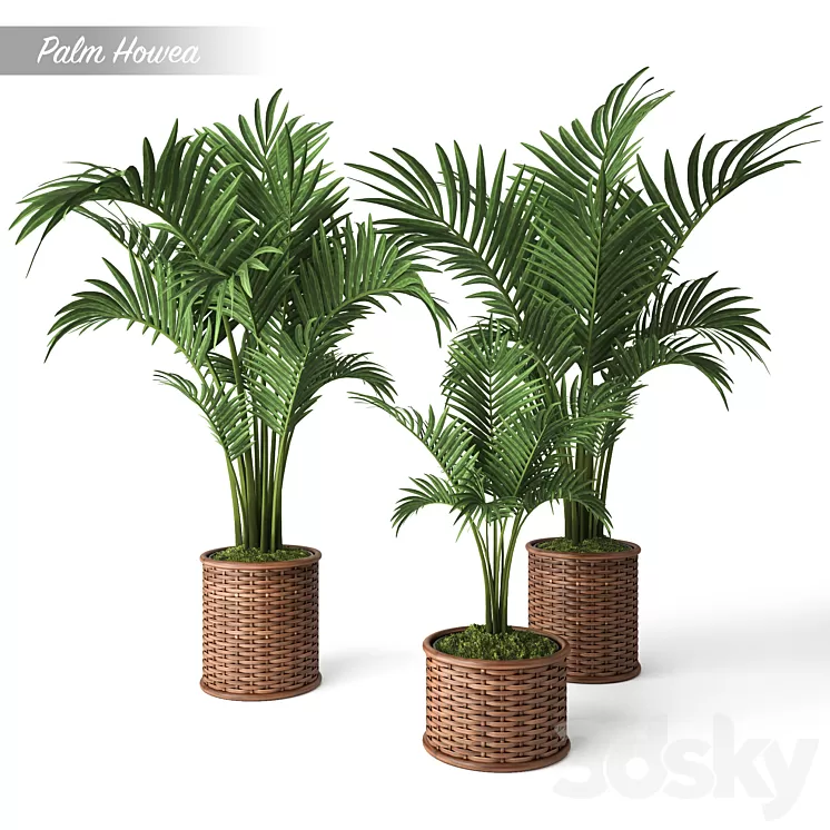 Palm Howea