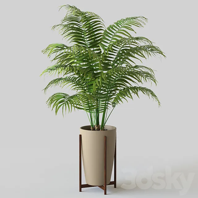 Palm in pot 3D Model