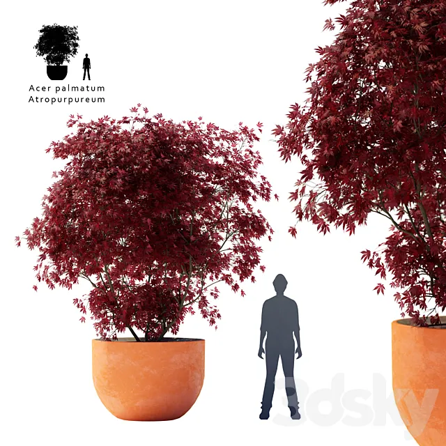 Palm maple | Acer palmatum atropurpureum 3D Model
