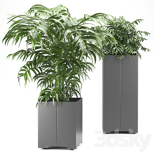 Palm tree in a pot 03 (CAPE Collection) Free Download