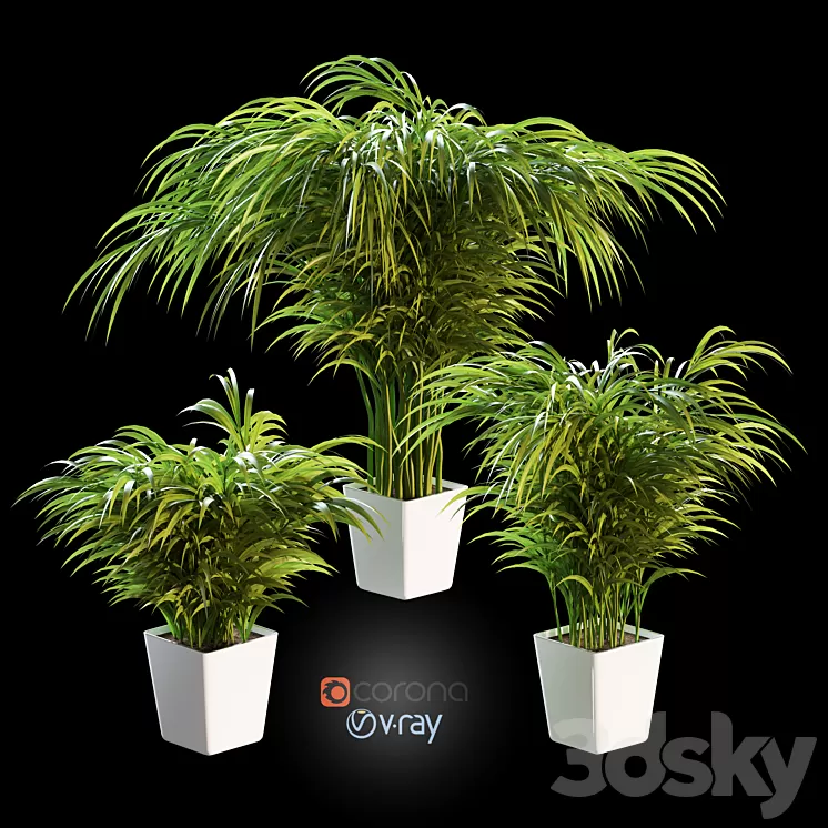 Palm tree in a pot. 3 models 3D Model