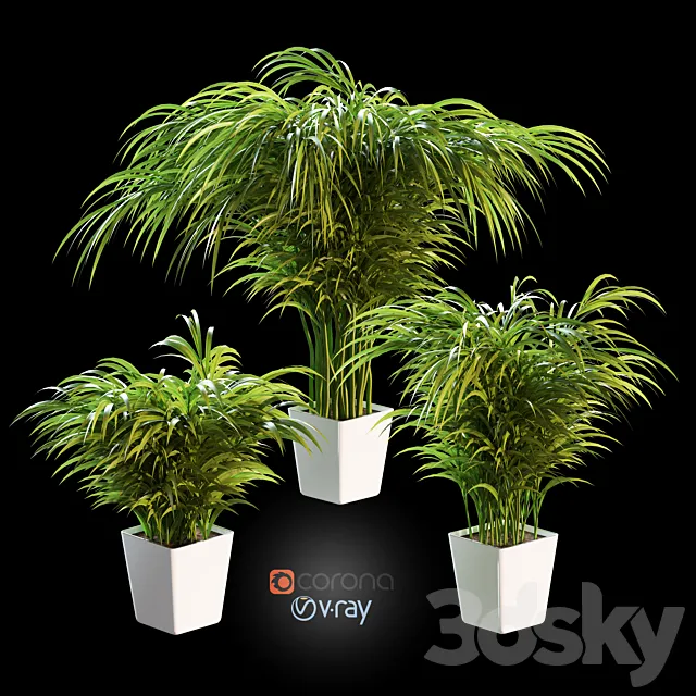 Palm tree in a pot. 3 models 3DModel