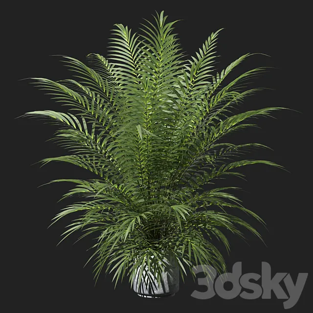 Palm tree in a pot 3D Model
