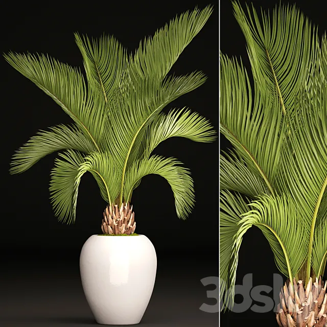 Palm tree in a white pot decorative office interior date cicada flowerpot 3D Model