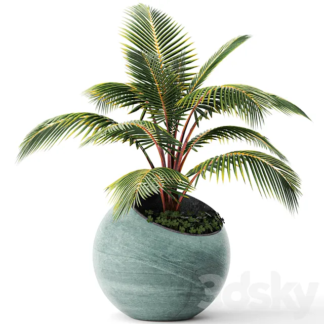 Palm tree small coconut tree round pot flowerpot outdoor 3D Model