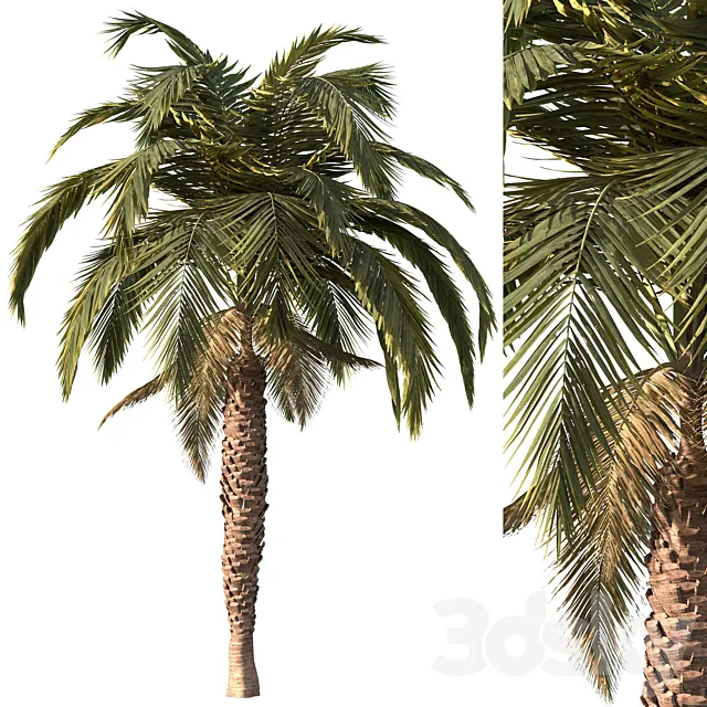 Palm tree vol1 3D Model