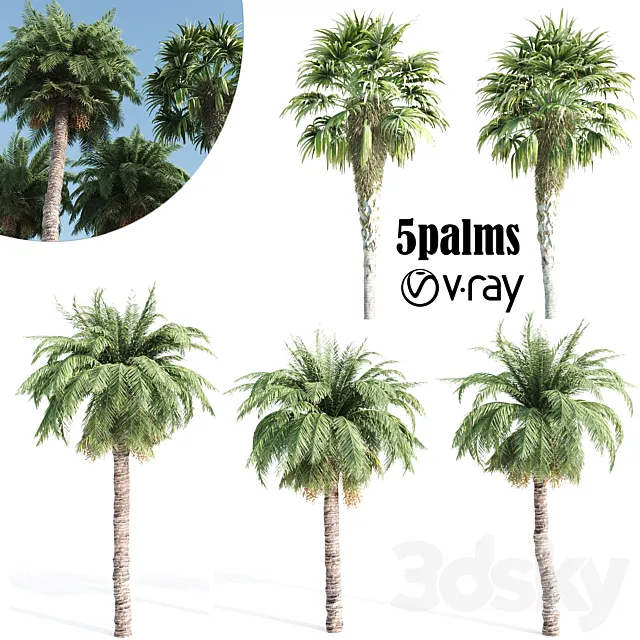 palm tree- vray 3D Model