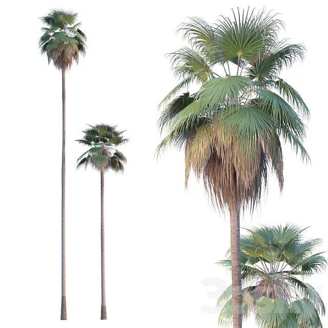 Palm Tree - Washingtonia robusta 3D Model
