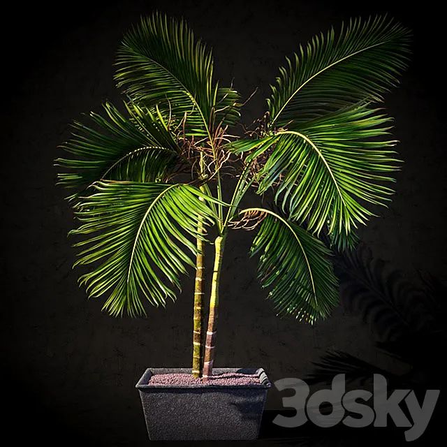 Palma interior 3D Model