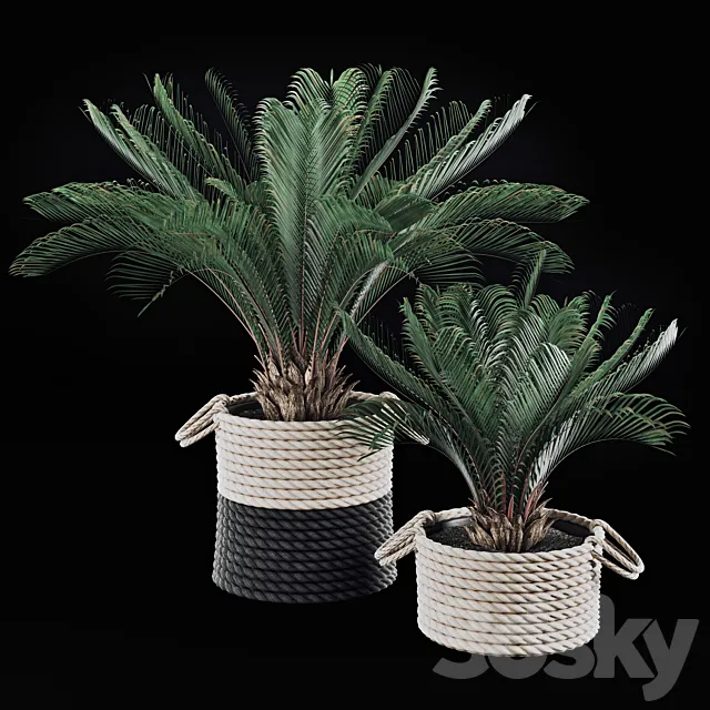 Palms in baskets 3DModel