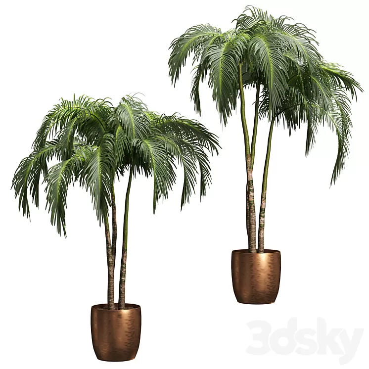 Palms in tubs. 6 models 3D Model