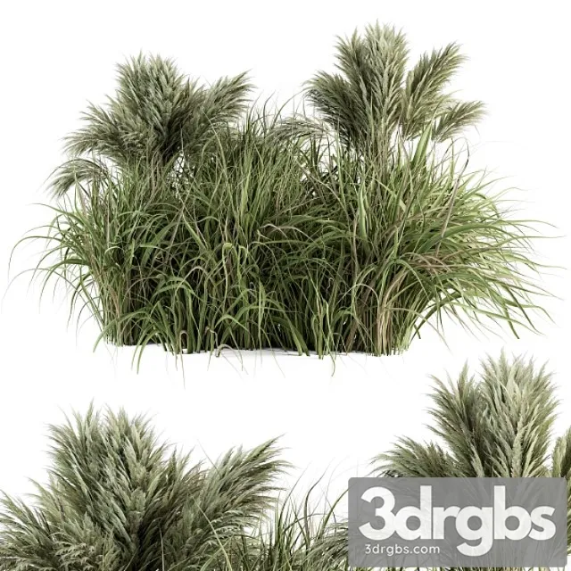 Pampas Bush Bush Set 21 3D Model Free