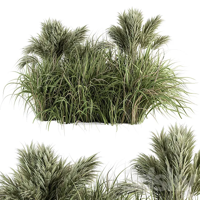 Pampas Bush - Bush Set 21 3D Model