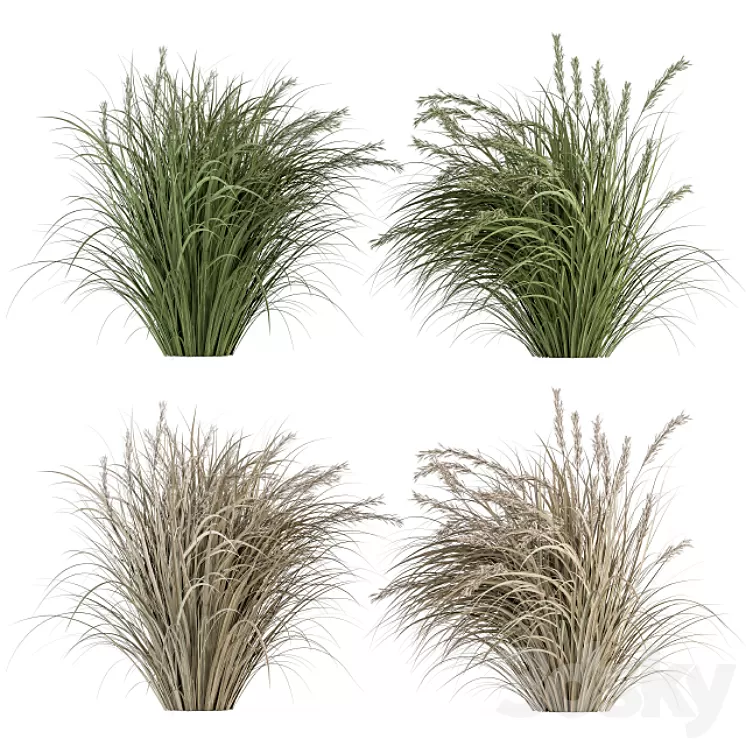 Pampas Bush Dried and Fresh - Bush Set 42 3D Model Free