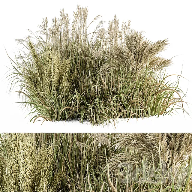 Pampas Bush Dried and Fresh - Bush Set 54 3D Model